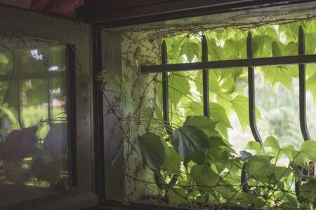 Virginia creeper in small window with cast iron barsの写真素材
