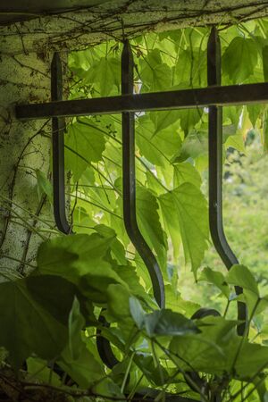 Virginia creeper in small window with cast iron barsの写真素材