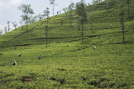 Tea plantations in Central Sri Lankaの写真素材