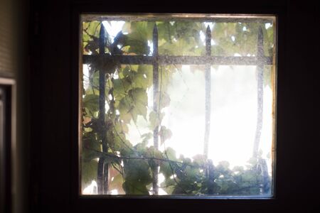 Virginia creeper in small window with cast iron barsの写真素材