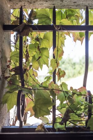 Virginia creeper in small window with cast iron barsの写真素材