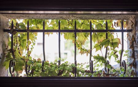 Virginia creeper in small window with cast iron barsの写真素材