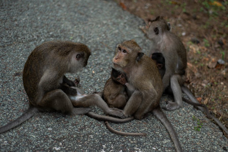 Monkey grooming in the mangrove of Monkey Island in Vietnam.