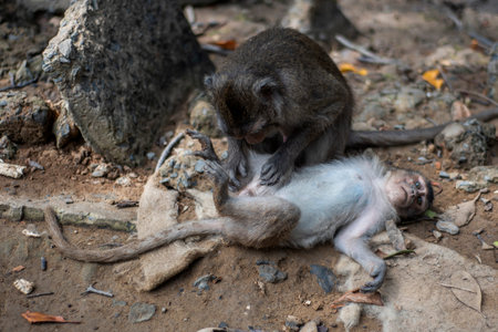 Monkey grooming in the mangrove of Monkey Island in Vietnam.の写真素材