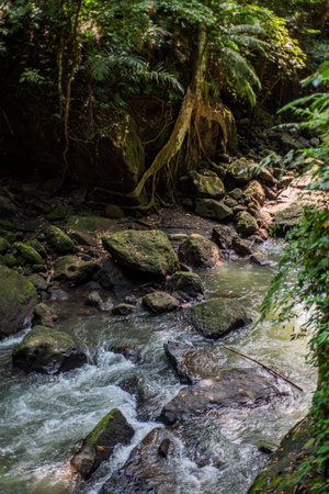 River in the jungle, with large rocks.の写真素材