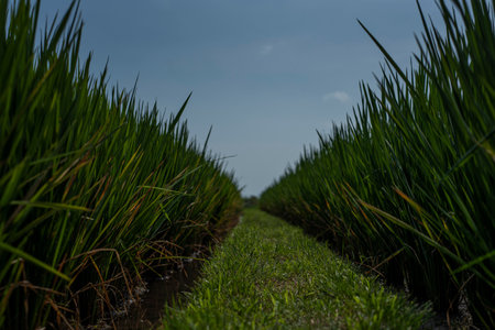 Close up ground view of a rice field in Bali, Indonesia.の写真素材