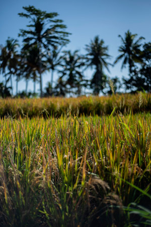 Close up ground view of a rice field in Bali, Indonesia.の写真素材