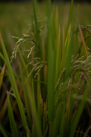 Closeup ground view of a rice field in Bali, Indonesia.の写真素材