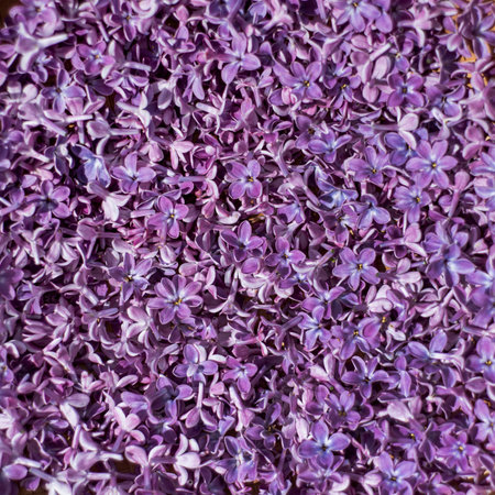 Close up of lilac flowers as a background.