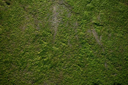 Close up of green algae on rock on an Atlantic beach in France.の写真素材