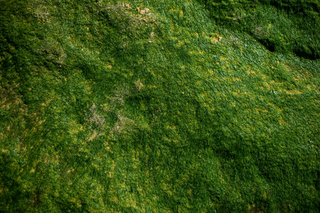 Close up of green algae on rock on an Atlantic beach in France.
