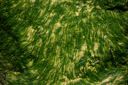 Close up of green algae on rock and sand on an Atlantic beach in France.の写真素材