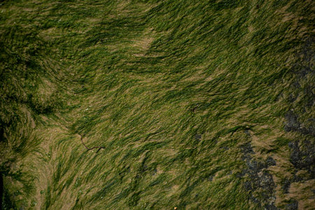 Close up of green algae on rock on an Atlantic beach in France.の写真素材
