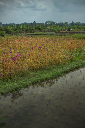 rice fields in Bali, Indonesia