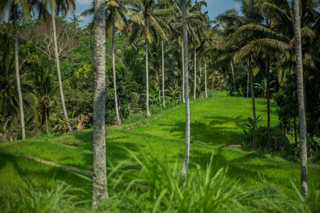 ground view of rice fields in Bali, Indonesia.