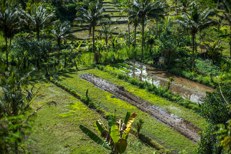 ground view of rice fields in Bali, Indonesia.の写真素材