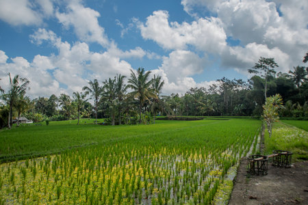 ground view of rice fields in Bali, Indonesia.の写真素材