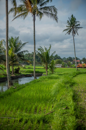 ground view of rice fields in Bali, Indonesia.の写真素材