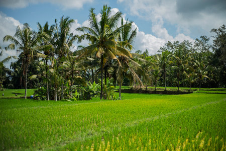 ground view of rice fields in Bali, Indonesia.の写真素材