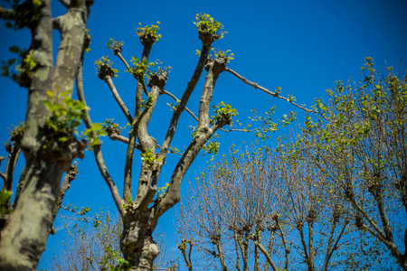 Tree tops' branches growing in the Spring.
