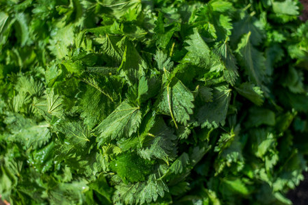 Background of nettles close up seen from above.