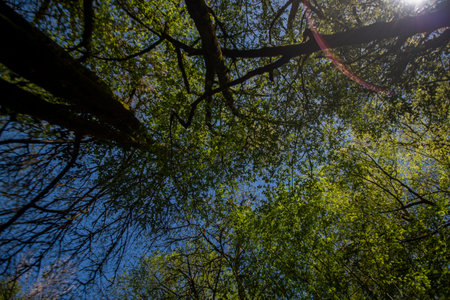 European forest canopy in the spring seen from the ground.