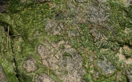 Background close up of algae on rock on an Atlantic beach in France.