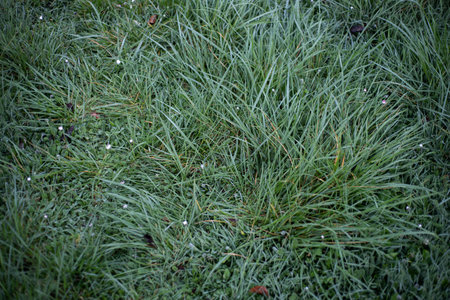 Background top view close up of long uncut garden grass frosted in a winter morning.
