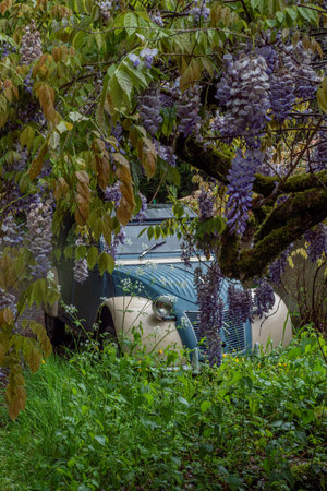Citroen's blue and white 2CV hidden behind a lilac tree blossoming in the spring. No logo.