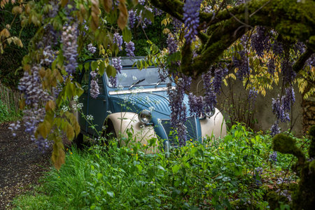 Citroen's blue and white 2CV hidden behind a lilac tree blossoming in the spring. No logo.