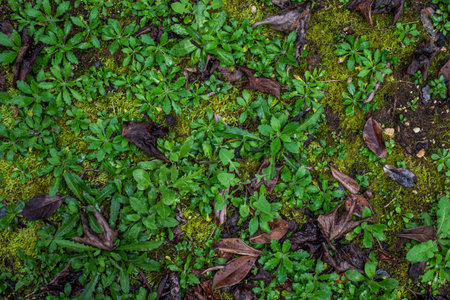 Background top view close up of garden grass, plants, and fallen dead leaves.の写真素材