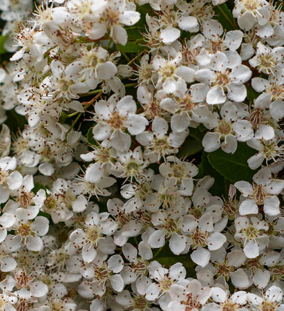 Background close up view of photinia flowers on the tree.