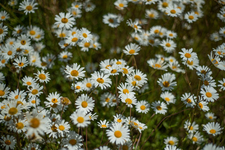 Daisies in the French countryside in the spring.の写真素材