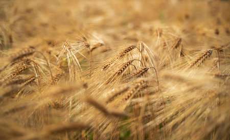 Background close up view of wheat growing in a field in the spring.