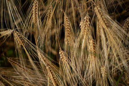 Background close up view of wheat growing in a field in the spring.