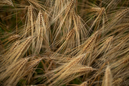 Background close up view of wheat growing in a field in the spring.