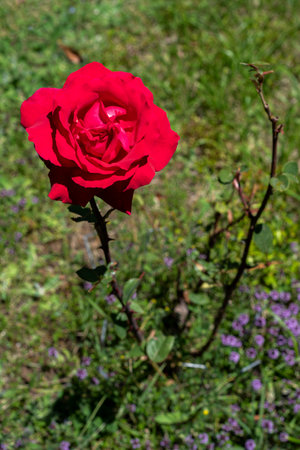 Close up of a red rose with a background of a garden's grass.の写真素材