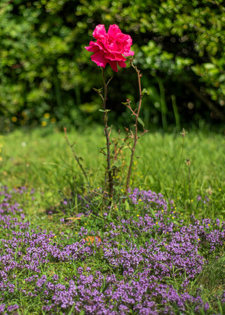 Close up of a red rose with a background of a garden's grass.の写真素材