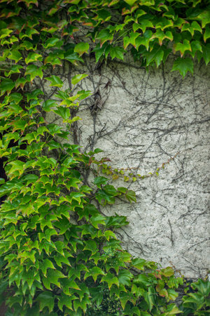 Background close up of Virginia creeper with young small leaves and branches growing on a plastered...