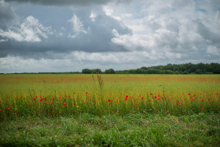 Red poppy flowers in a flax field in the French countryside.