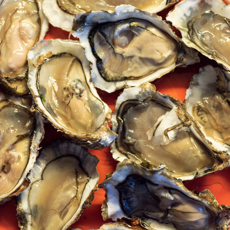 Fresh oysters on a red background. Close-up view.の写真素材