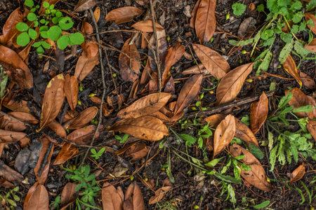 Background top view close up of garden grass, plants, and dead leaves.の写真素材