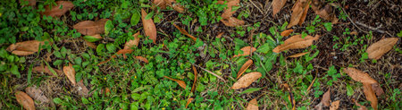 Background top view close up of garden grass, plants, and dead leaves.の写真素材