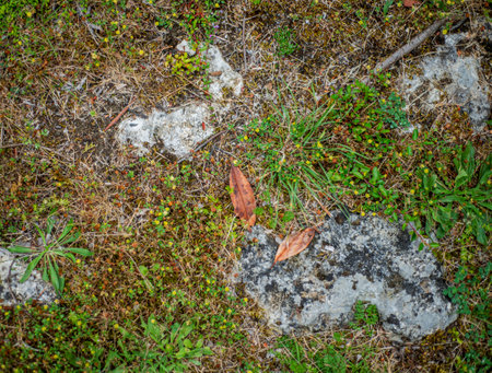 Background top view close up of garden grass, plants, stones, and dead leaves.の写真素材
