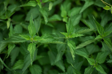 Background close up top view of nettles.の写真素材