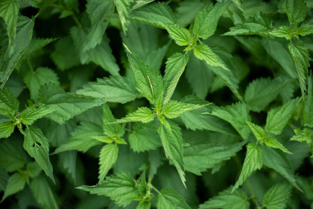 Background close up top view of nettles.