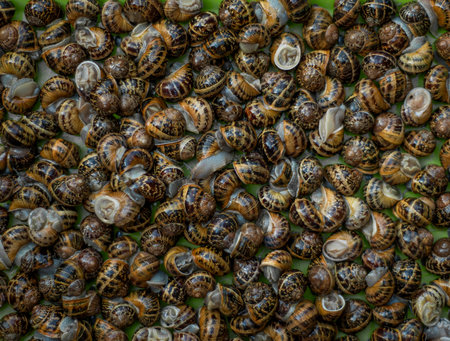 Closeup top view of live snails.の写真素材