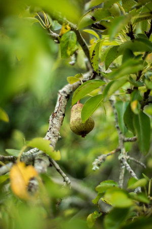 Organic pear growing on tree.