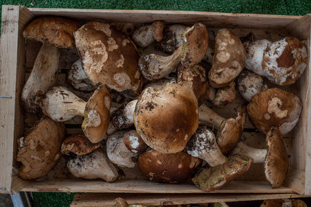 Close up view of cep mushrooms at a French fresh market.の写真素材