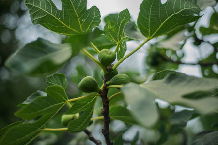 Green figs growing on a fig tree in the garden. Selective focus.の写真素材